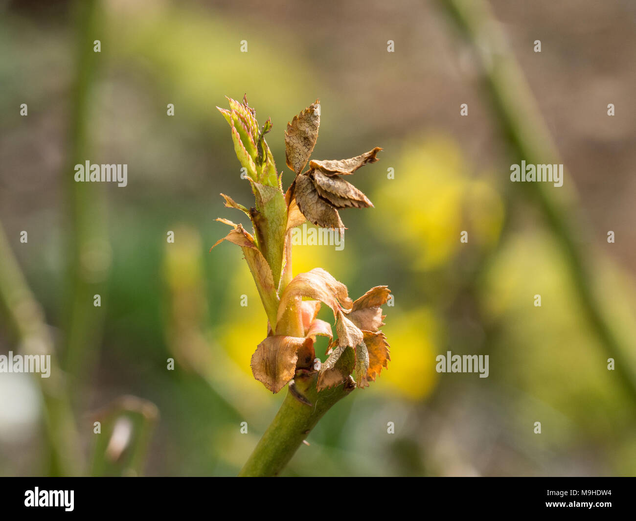 Nahaufnahme eines Frost junge Rose schießen, gewellte braune Blätter beschädigt Stockfoto