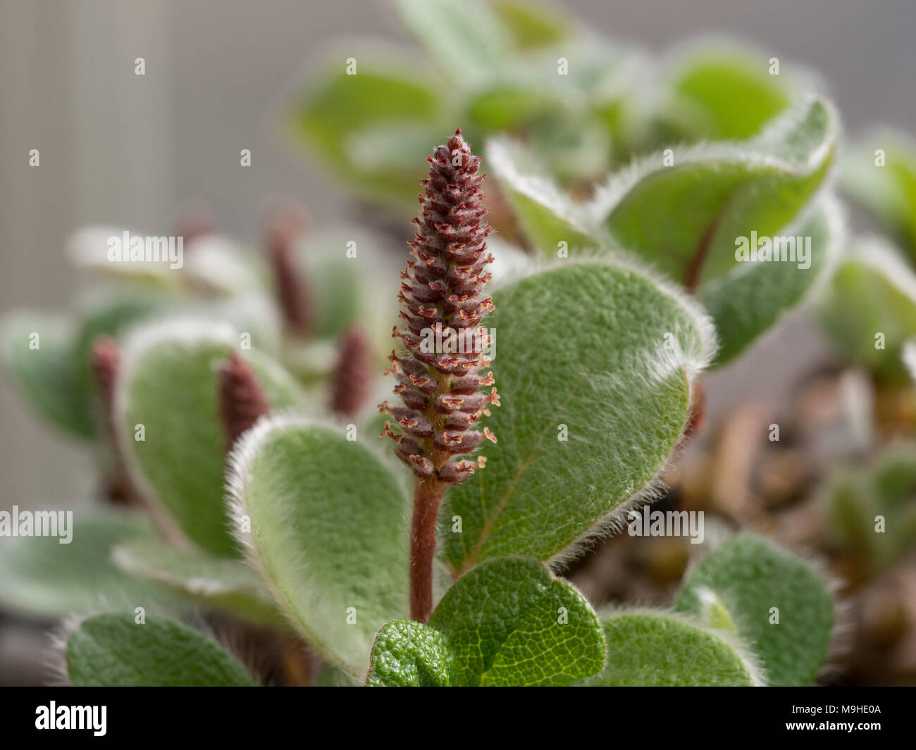 Nahaufnahme eines männlichen catkin von Krautweide Salix recticulata Stockfoto