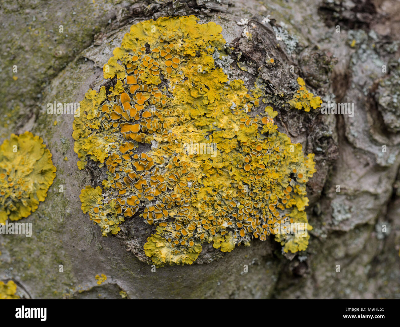 Full Frame Bild der Flechten Xanthoria parietina wächst an einem Apfelbaum Stockfoto