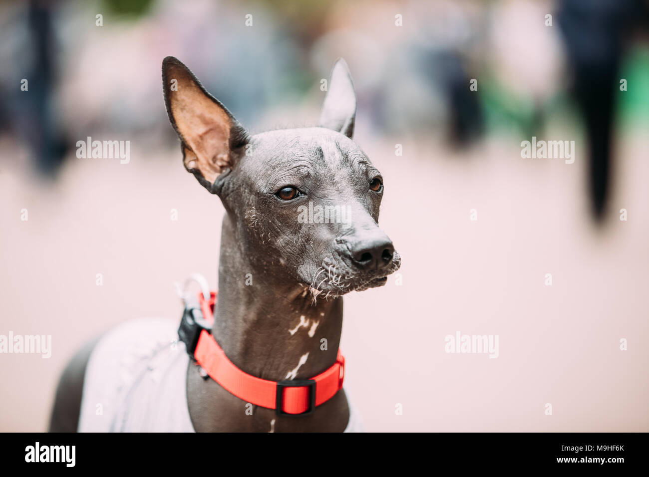 Mexikanischer Nackthund In Outfit Spielen im Stadtpark. Die xoloitzcuintli oder Xolo, ist eine Haarlose Rasse des Hundes. Stockfoto