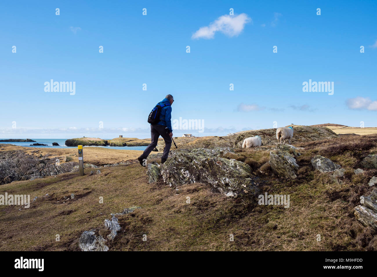Männliche Wanderer Wandern auf der Insel Anglesey Coastal Path von Silver Bay Rhoscolyn, Holy Island, Isle of Anglesey, North Wales, UK, Großbritannien Stockfoto