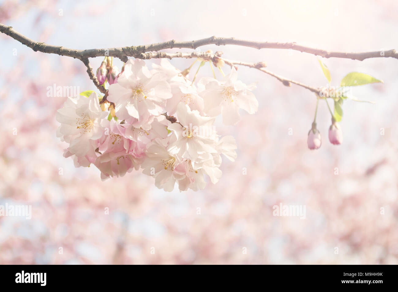 Schöne Kirschbäume auf Niederlassung im Obstgarten auf sonniger Frühlingstag mit Sonnenschein in der rechten Ecke Stockfoto