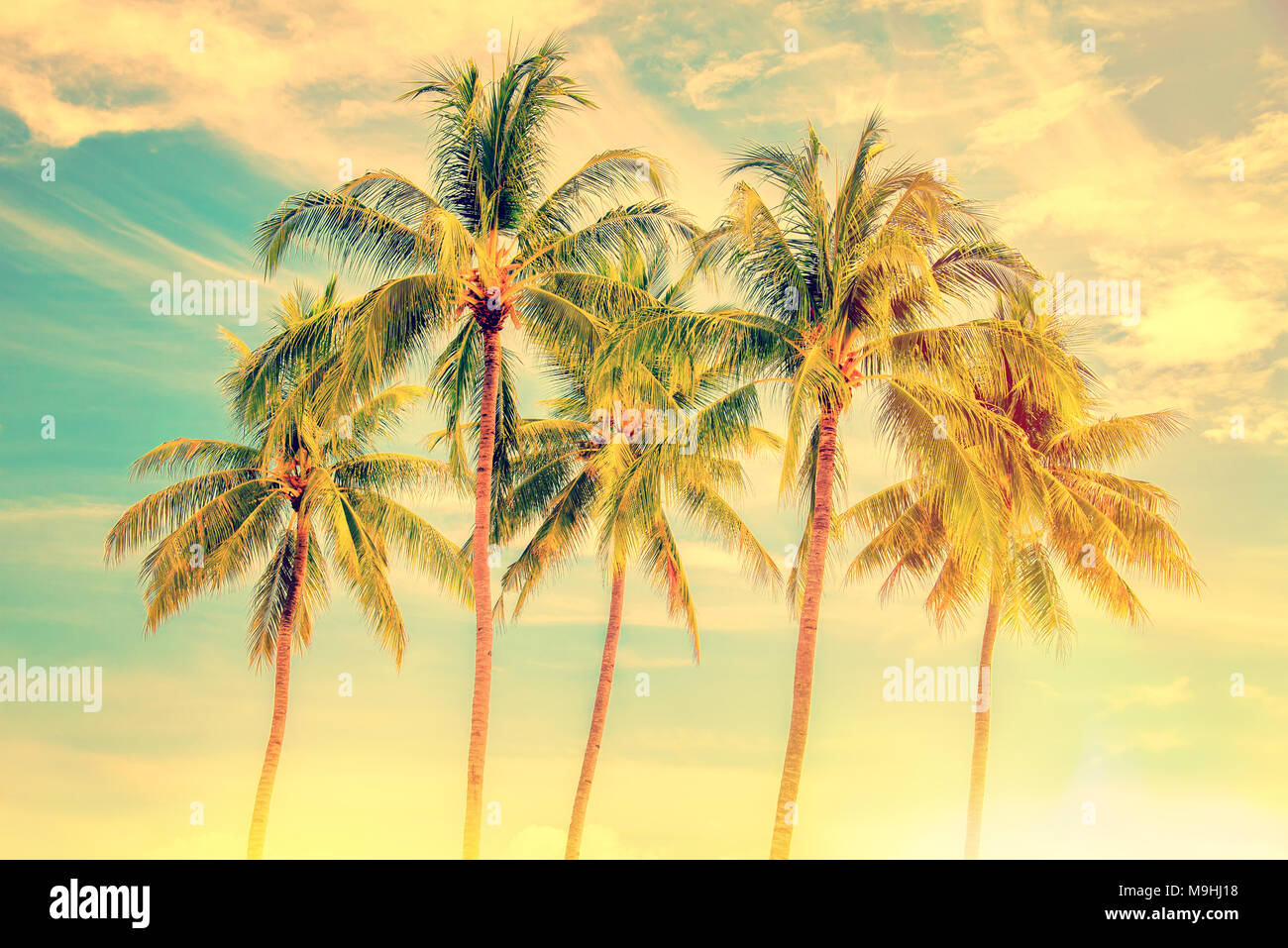 Gruppe von Palmen, Vintage Style, Sommer und Travel Concept Stockfoto