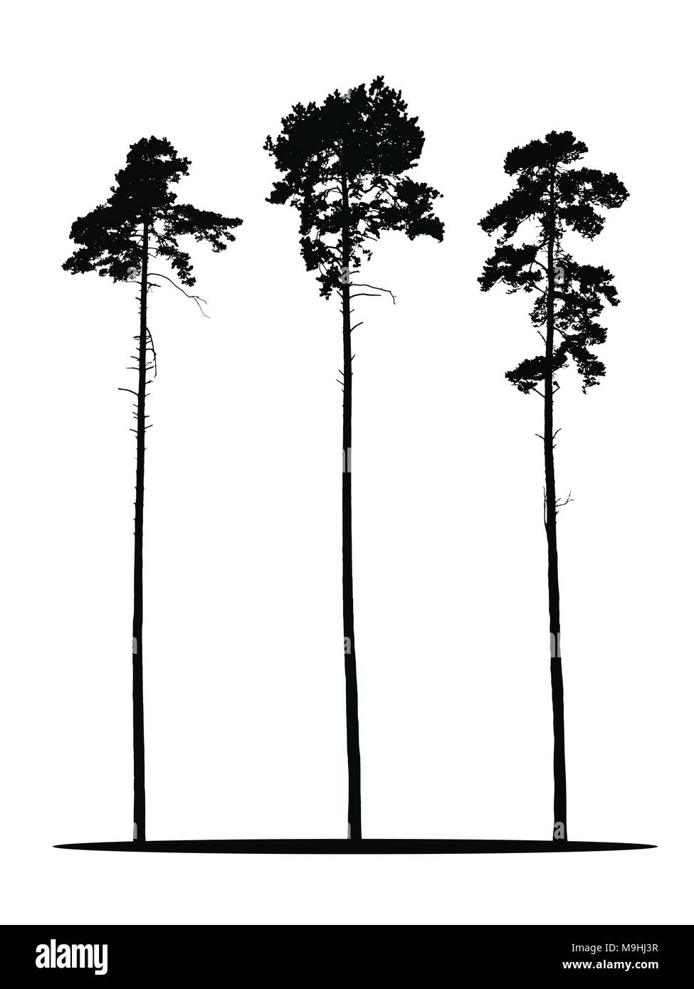 Festlegen von realistischen Vektor Silhouetten der Nadelbäume - auf weißem Hintergrund Stock Vektor