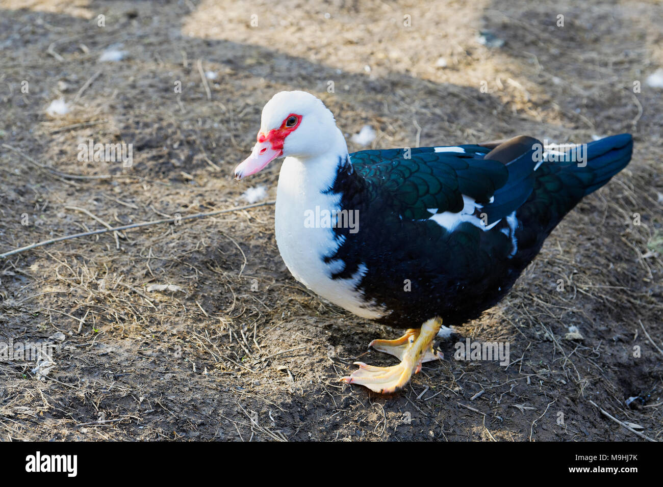 Flugenten (Cairina moschata) ist eine große Ente, die ursprünglich aus Mexiko, Mittel- und Südamerika ist Stockfoto
