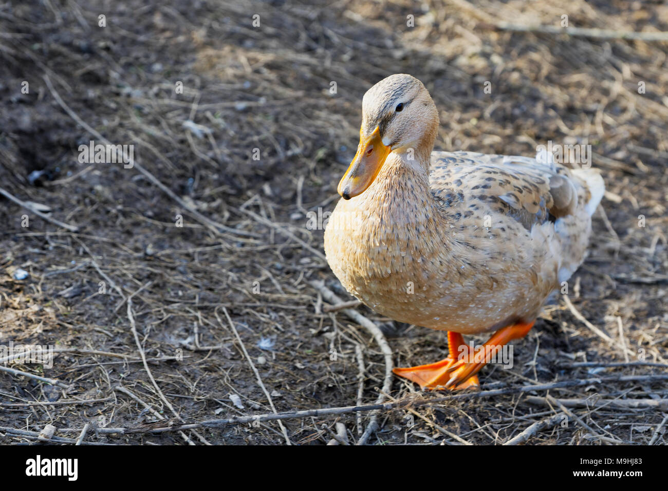 Flugenten (Cairina moschata) ist eine große Ente, die ursprünglich aus Mexiko, Mittel- und Südamerika ist Stockfoto