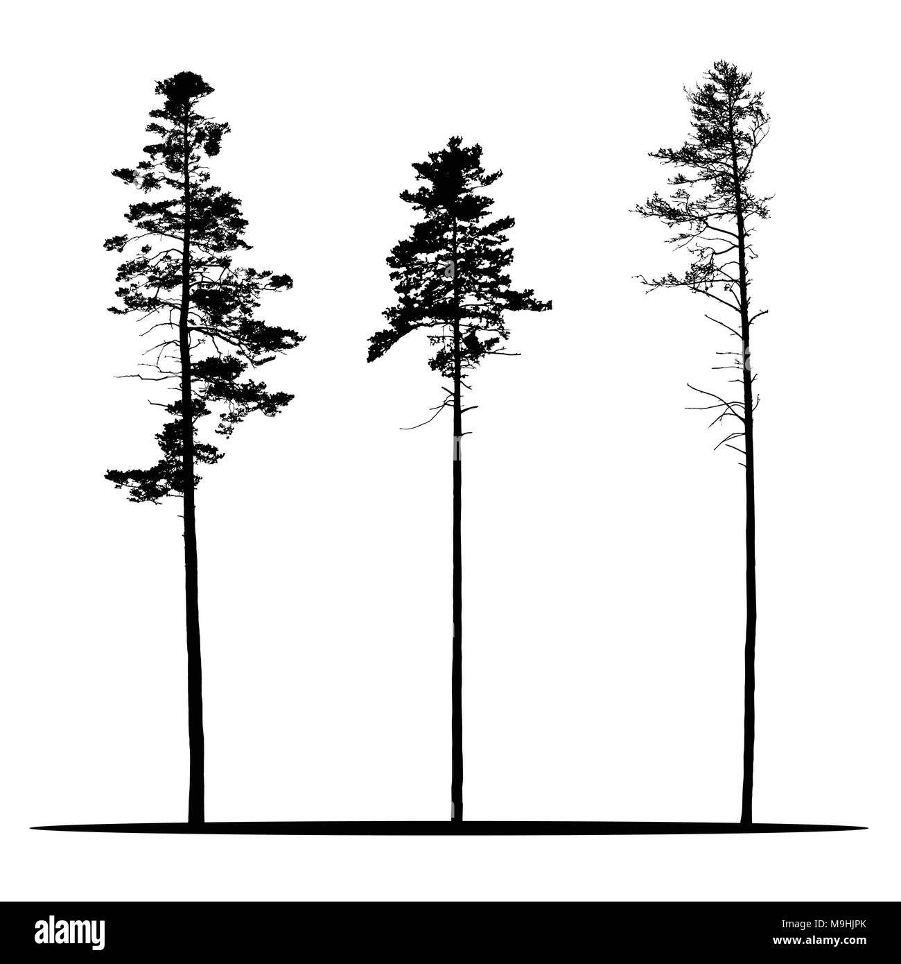 Festlegen von realistischen Vektor Silhouetten der Nadelbäume - auf weißem Hintergrund Stock Vektor