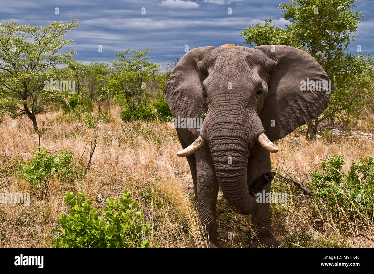 Chobe Nationalpark, Botswana - Nov. 2008: in Botswana Savannah ein großer Elefant männlich mit einem gebrochenen Tusk auf dem Weg nach Maun Stockfoto