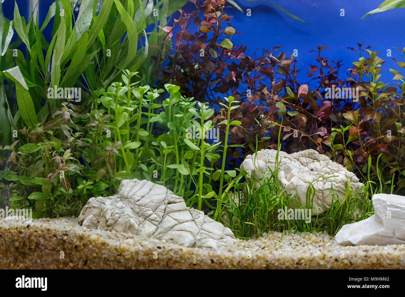 Aquarium Pflanzen Dekoration, aquatische Farn und Aquarium