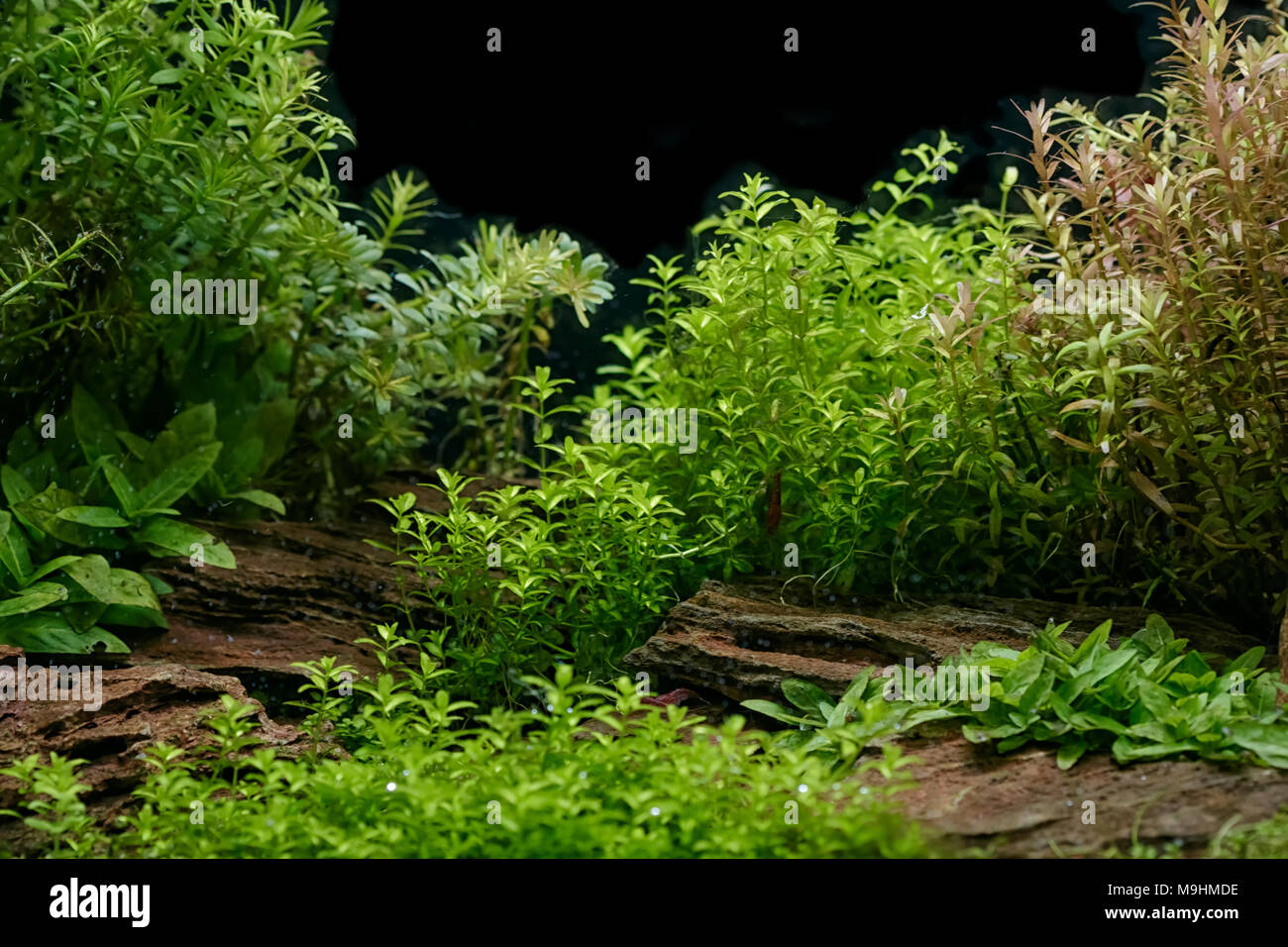 Aquarium Pflanzen Dekoration, aquatische Farn und Aquarium Pflanzenwachstum  im Aquarium Tank Stockfotografie - Alamy