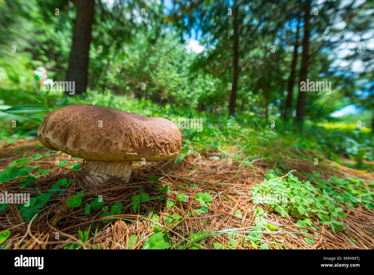 Großer brauner pilz Fotos und Bildmaterial in hoher Auflösung Alamy