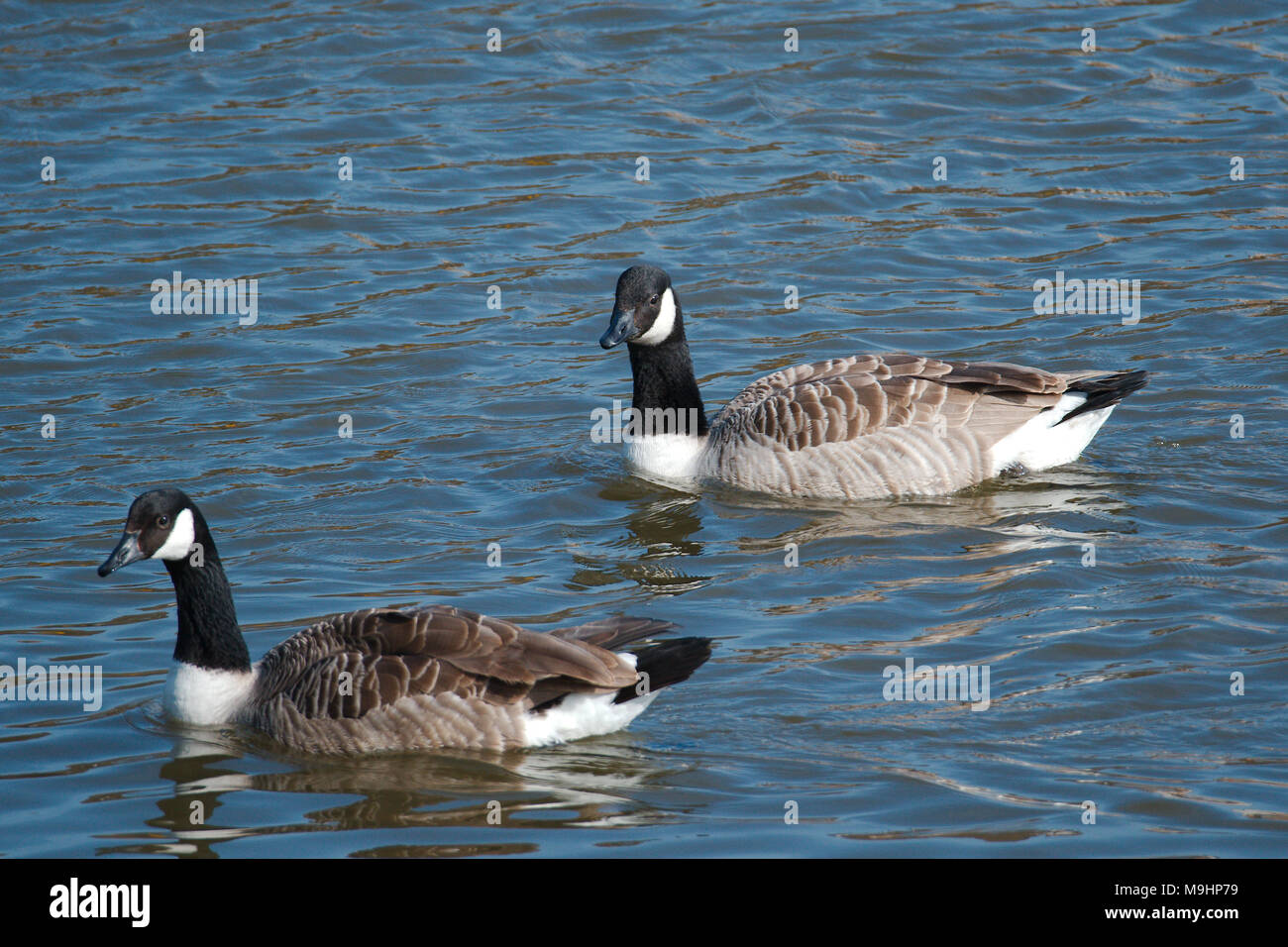 Ein paar kanadische Gänse an der Mündung des Flusses schwimmen. Stockfoto