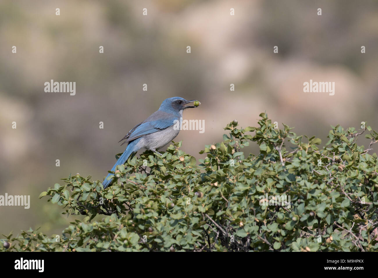 Kalifornien scrub jay Fütterung von Eicheln. Stockfoto