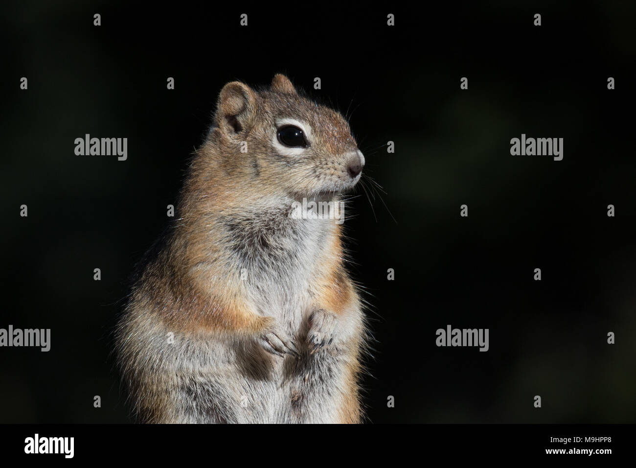 Porträt einer Golden-mantled ground squirrel. Stockfoto