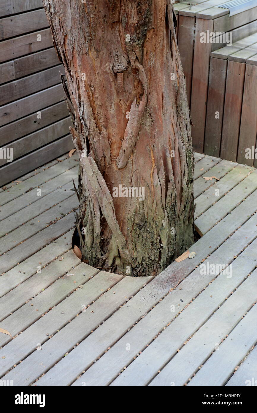 Timber decking um Baum geschnitten Stockfoto