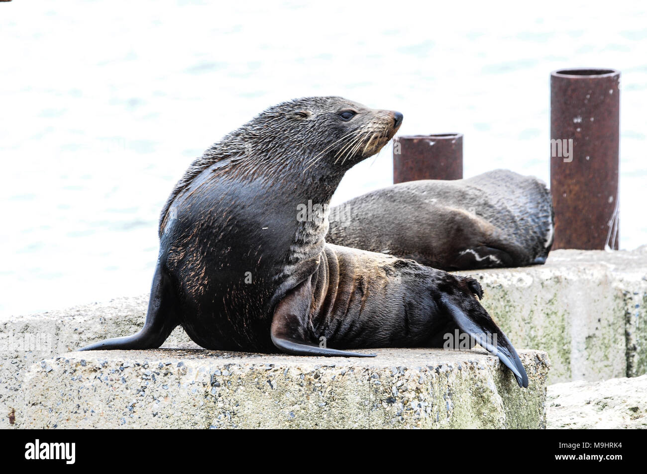 Dichtungen neben der Anlegestelle in Kingscote, Kangaroo Island, South Australia entspannend Stockfoto