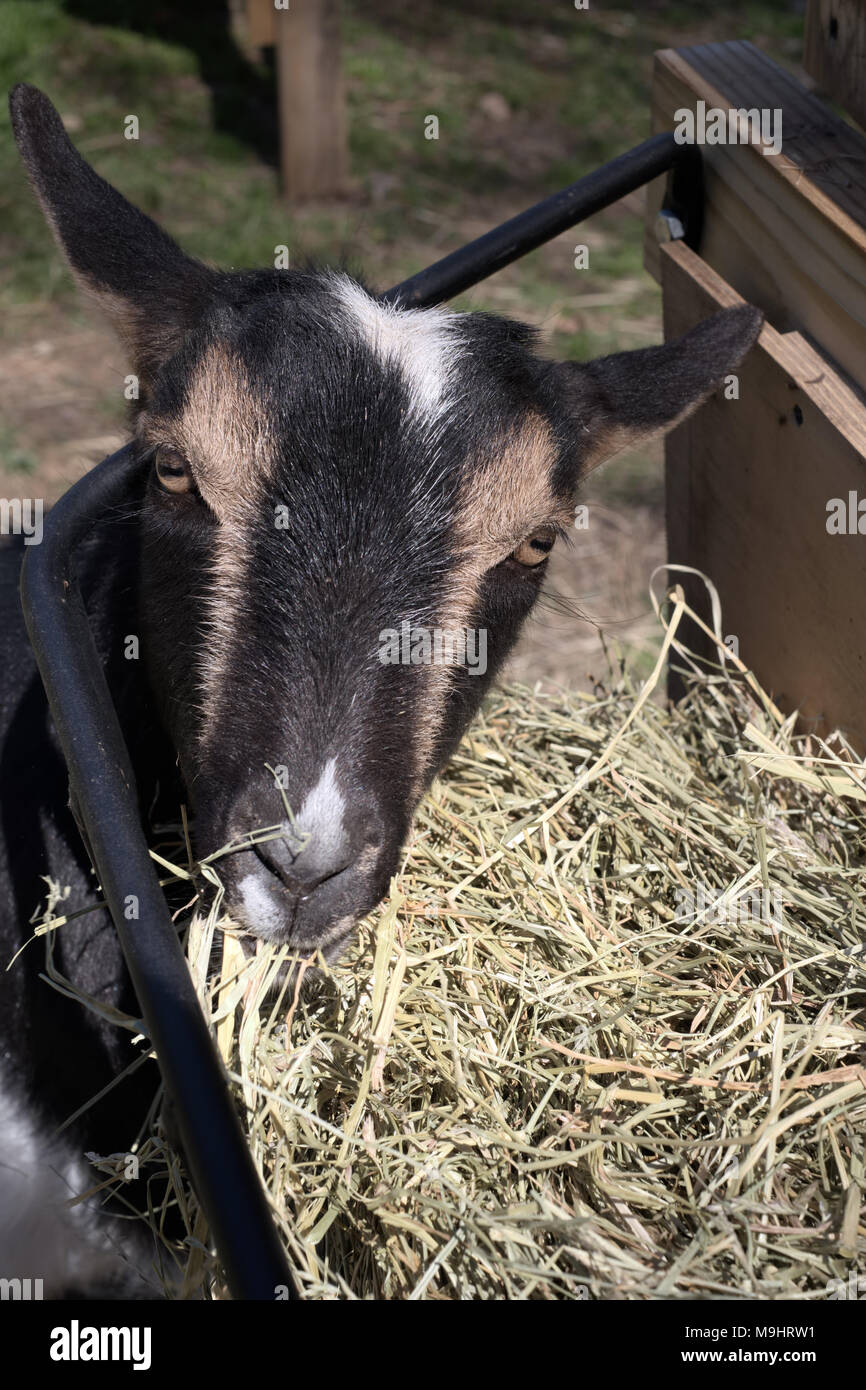 Nigerianische Zwerg Ziege essen Timothy Heu von Schrägförderer Stockfoto