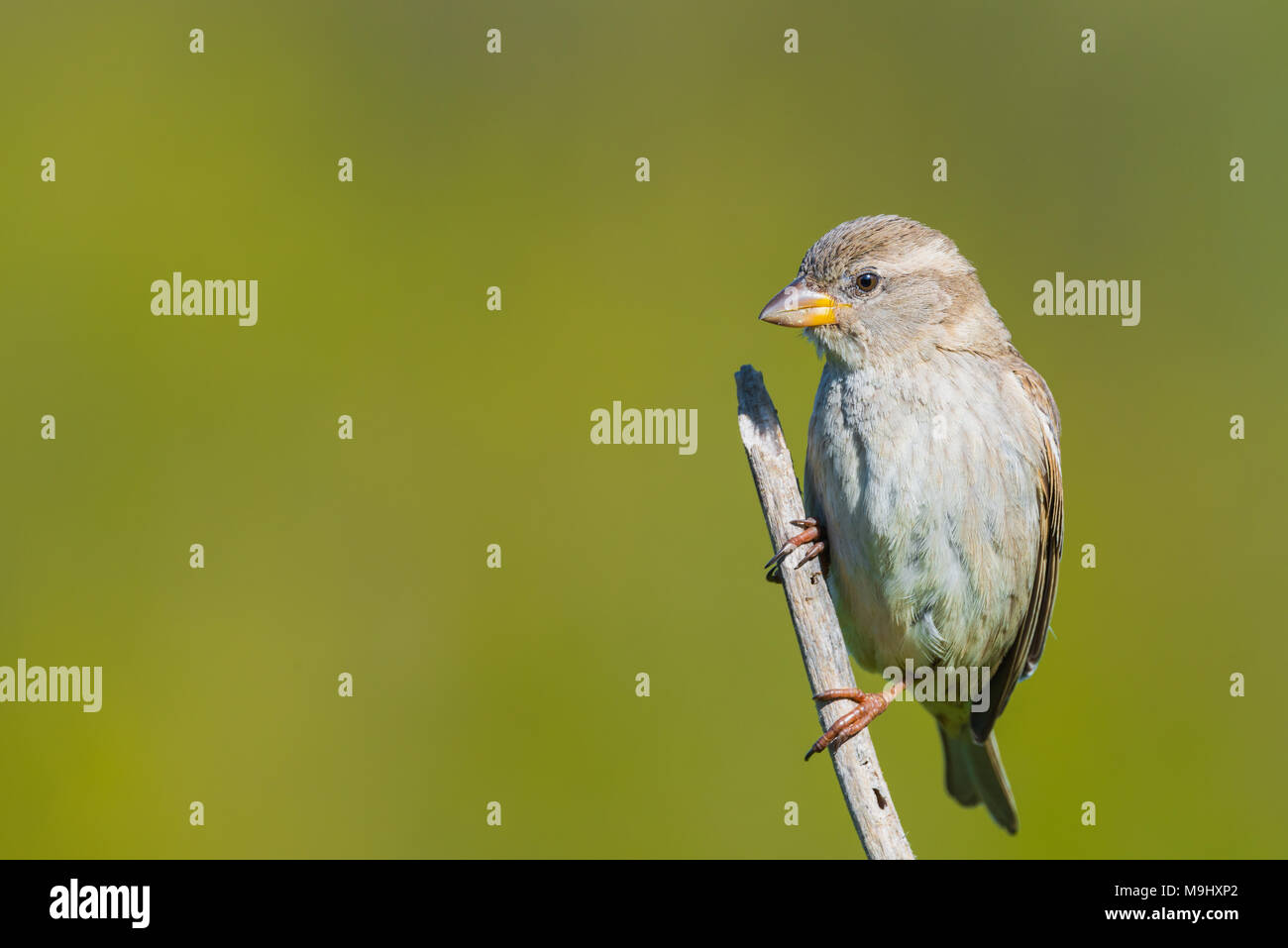 Rock Sparrow oder Petronia Petronia thront auf einer Stange Stockfoto