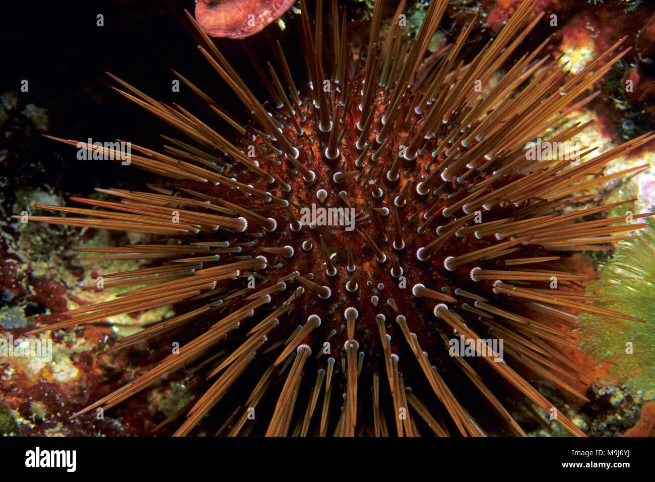 Stein Seeigel purple sea urchin (Paracentrotus lividus), Mallorca, Balearen, Spanien, Europa, Mittelmeer Stockfoto
