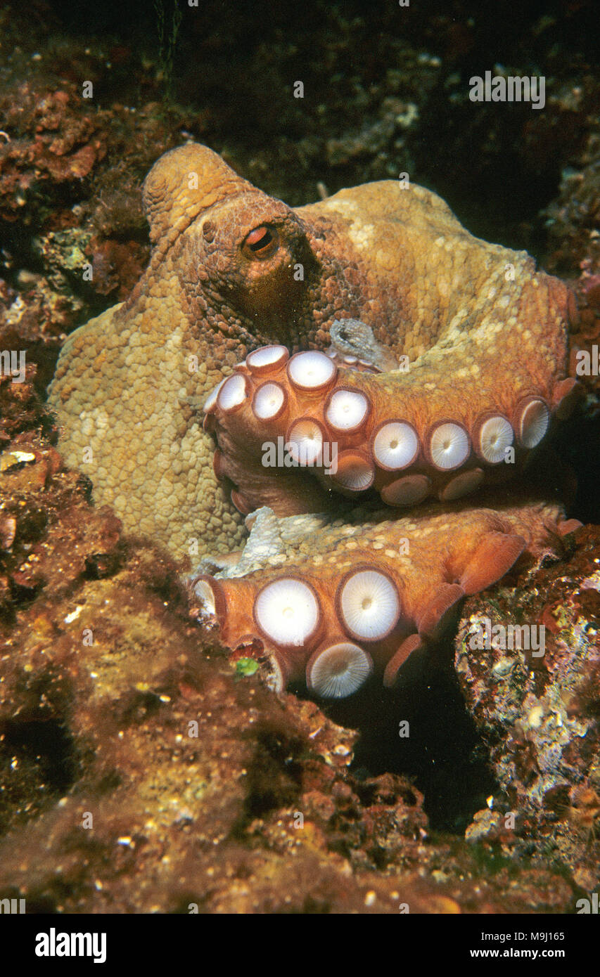 Gemeinsame Krake (Octopus vulgaris) im Mittelmeer reef, Benidorm, Costa Blanca, Spanien, Europa Stockfoto