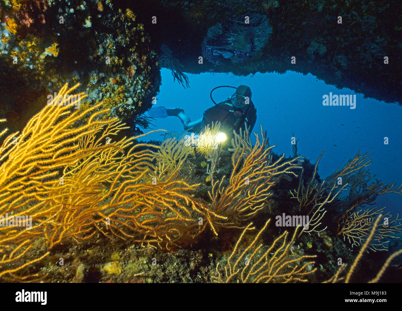 Scuba Diver an einem Überhang mit gelben Gorgonien (Eunicella Cavolini), Korsika, Frankreich, Mittelmeer, Europa Stockfoto