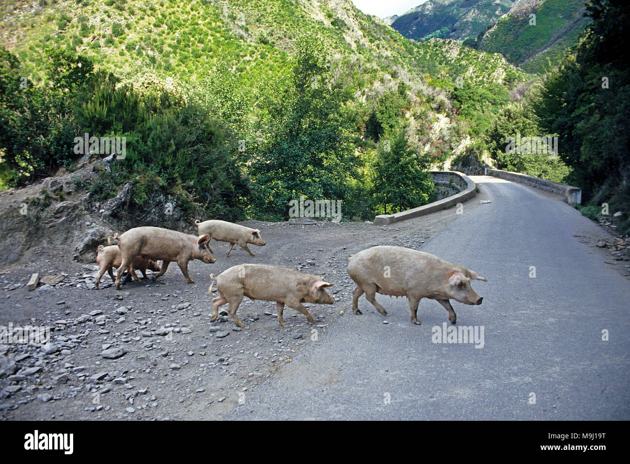 Inland frei lebenden Schweinen auf der Straße, ernährt sich von Kastanien und Eicheln, schmackhaftes Fleisch, Korsika, Frankreich, Mittelmeer, Europa Stockfoto