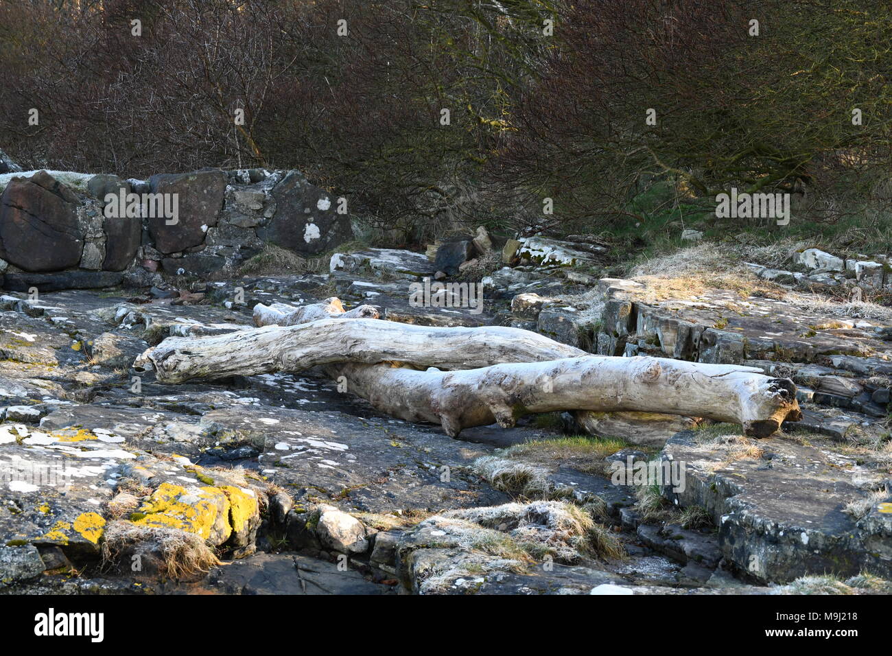 Ineinandergegriffen Filialen auf inverkip Strand Stockfoto