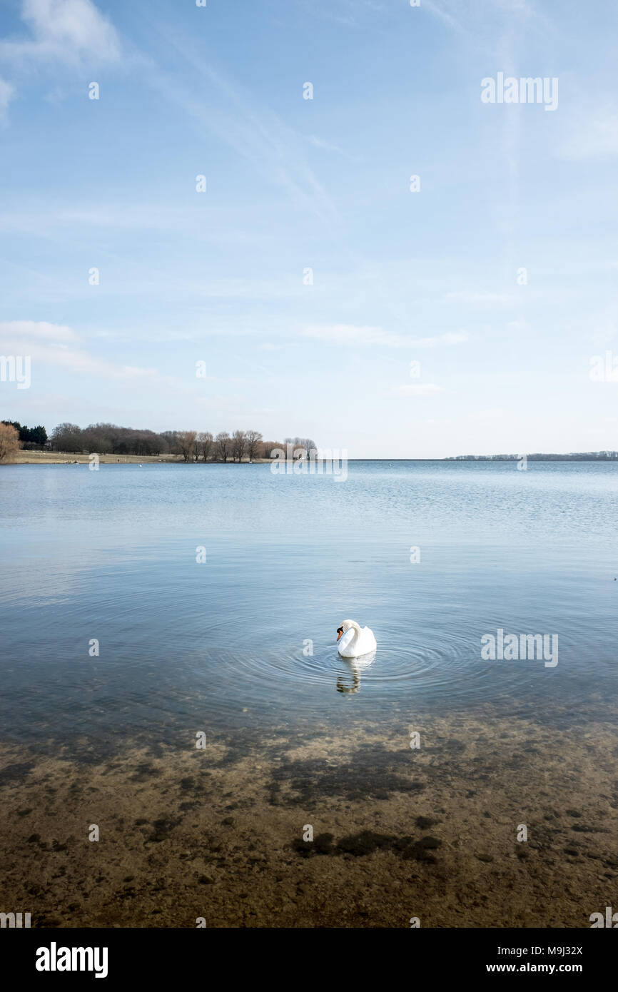 Einsame Schwan in der Nähe der Ufer am Rutland Water Reservoir, England. Stockfoto