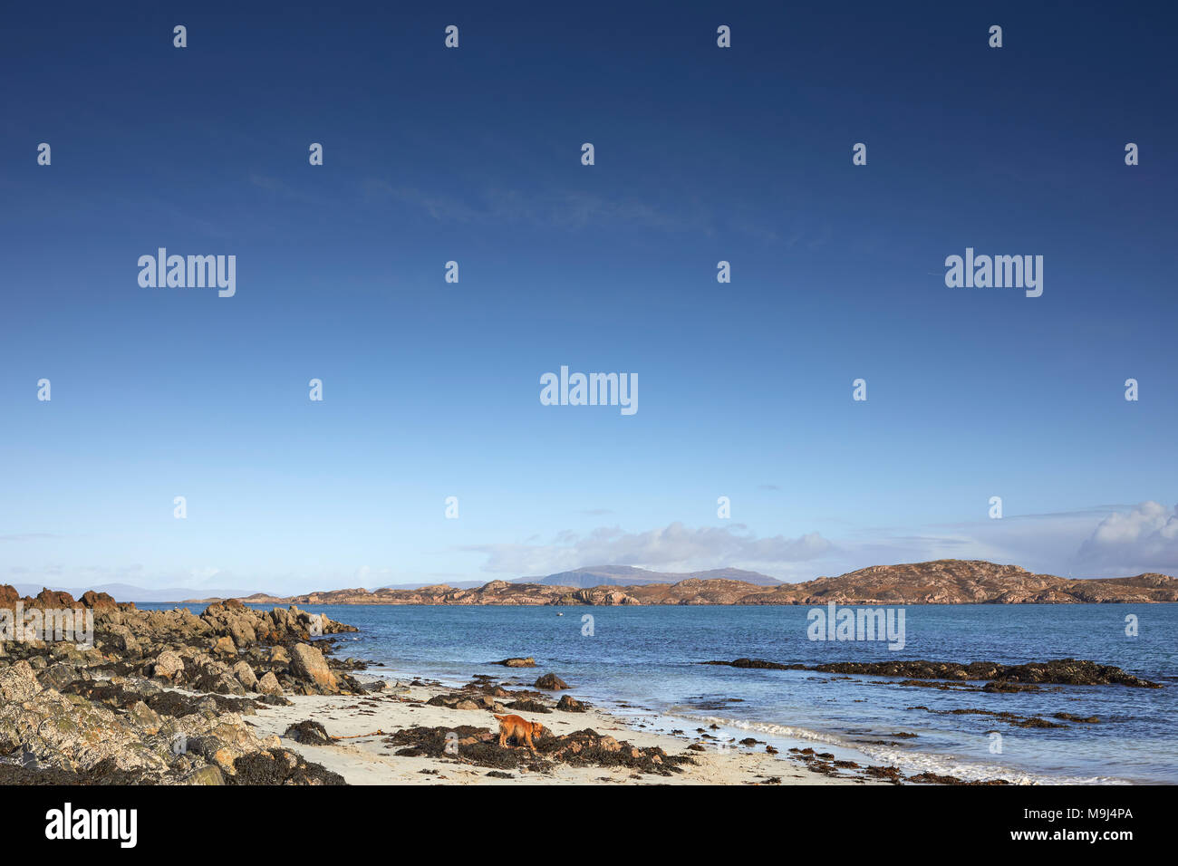 Februar ein sonniger Nachmittag. North East über St. Ronan;'s Bay und der Klang von Iona auf Mull. Mit Felsenküste und Algen. Iona Stockfoto