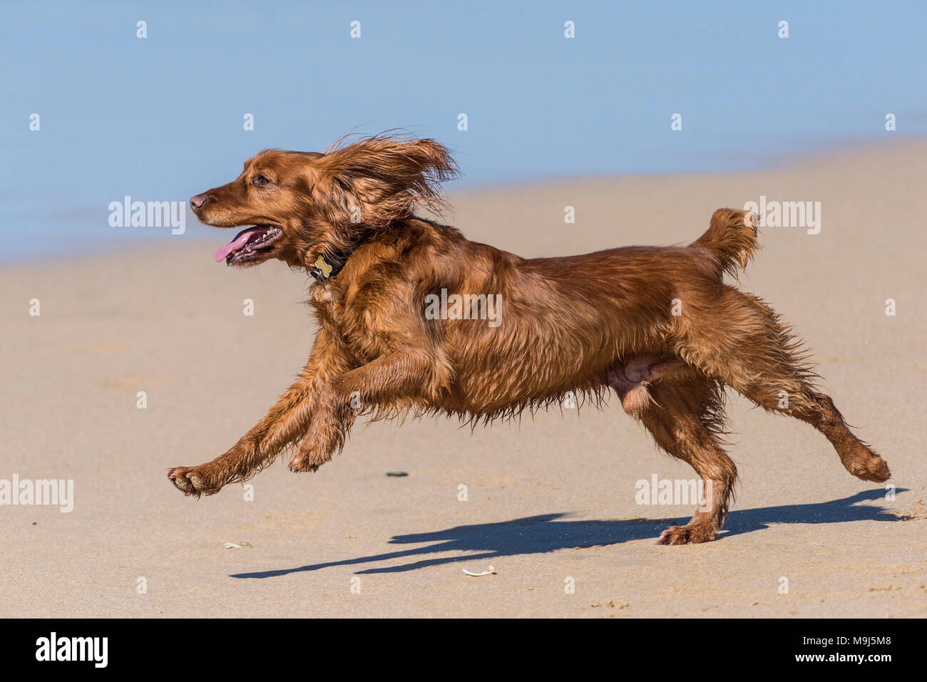 Ein energiegeladener Cocker Spaniel Hund, der über einen Strand in Cornwall läuft. Stockfoto