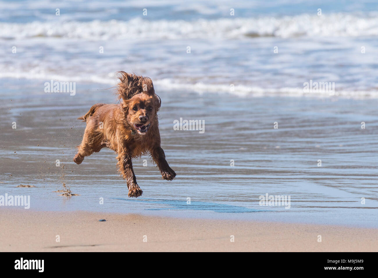 Ein Cocker Spaniel Hund, der über einen hundefreundlichen Strand in Cornwall läuft. Stockfoto
