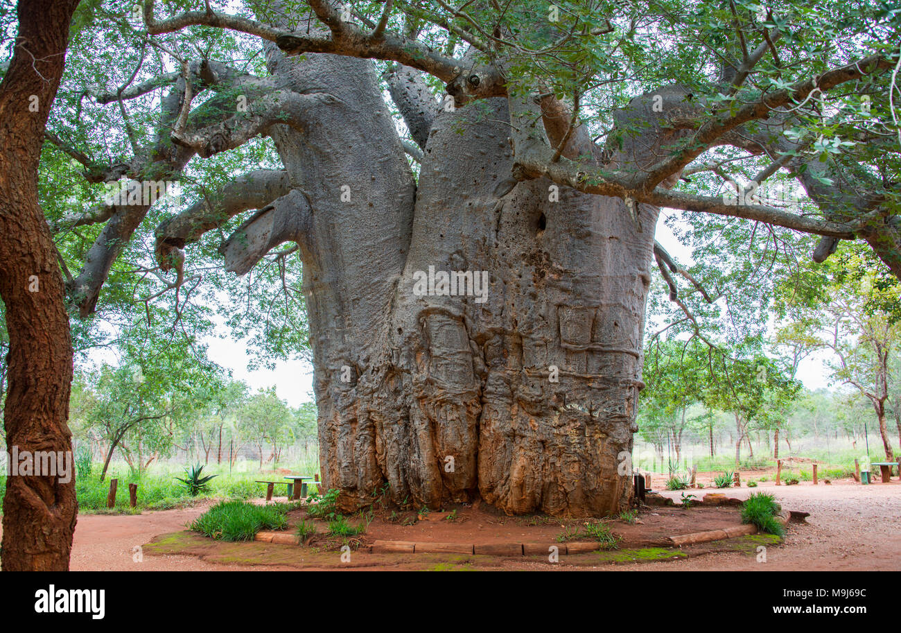 Der älteste Baum der Welt, ein Baobab Baum mehr als 2000 Jahre alt und jedes Jahr immer noch Rudern 1 cm Stockfoto