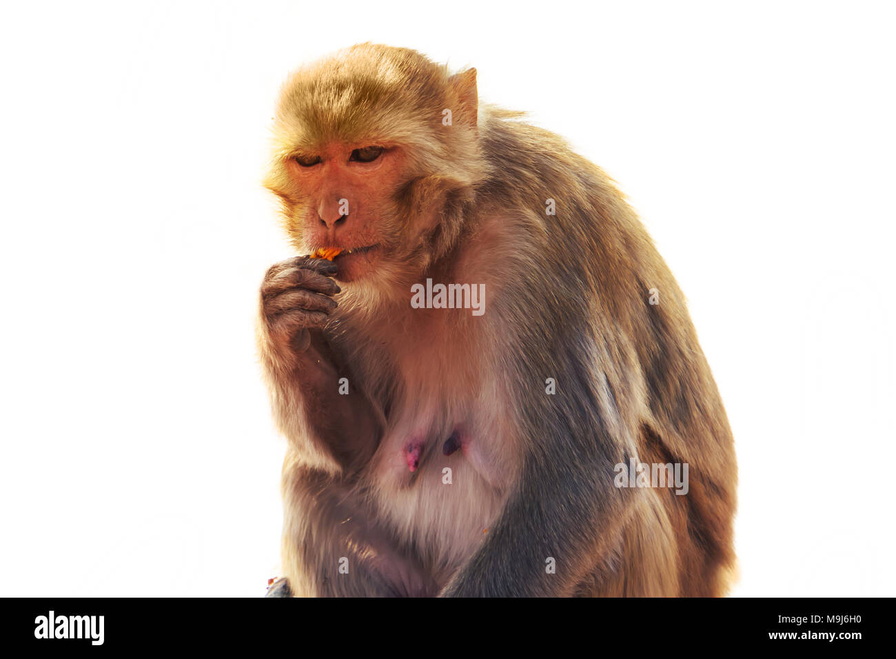 Macaque Macaca sylvanus. Affe essen Blumen auf weißem Hintergrund isoliert Stockfoto