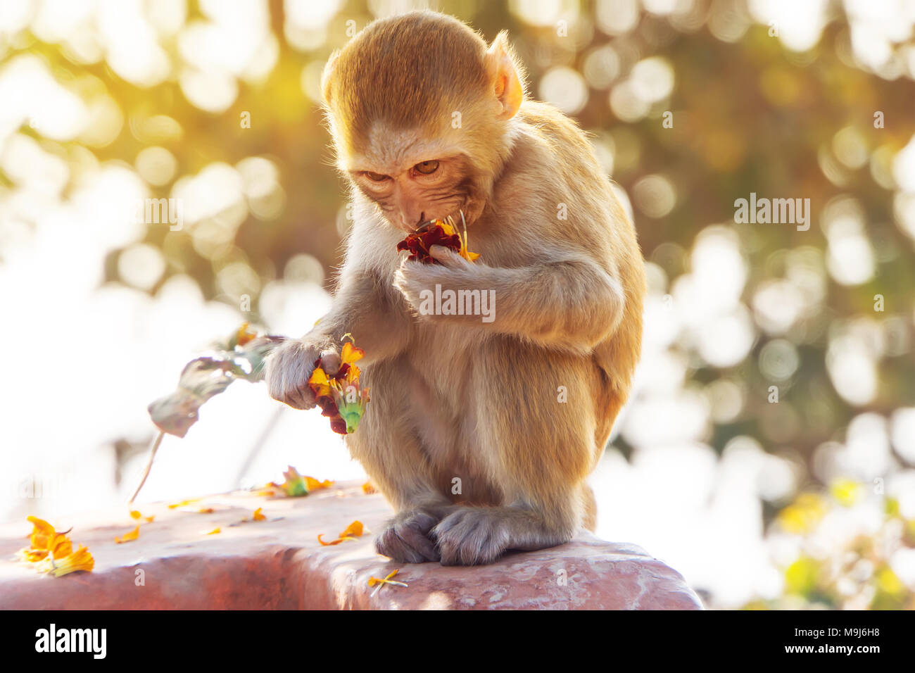 Monkey cub Portrait. Ein kleines Baby monkey Essen in der Natur in ihrer natürlichen Umgebung Stockfoto