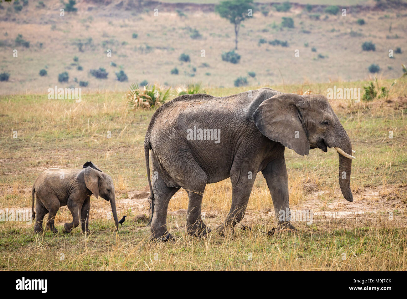 Weibliche Elefanten mit einem Kalb in der Wildnis. Stockfoto
