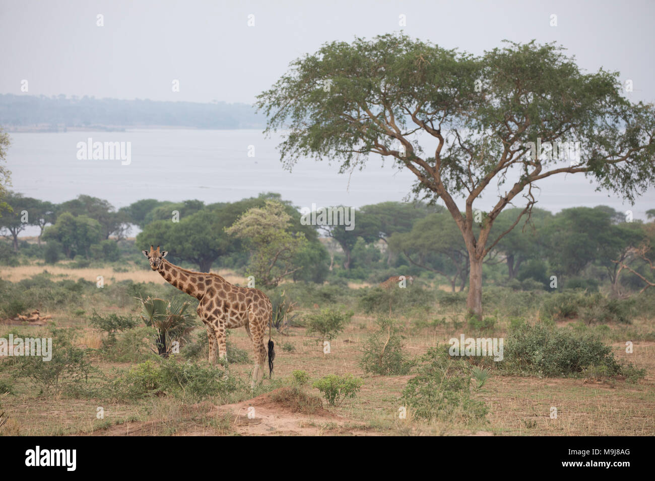Giraffe im Murchison Falls National Park in Uganda. Stockfoto