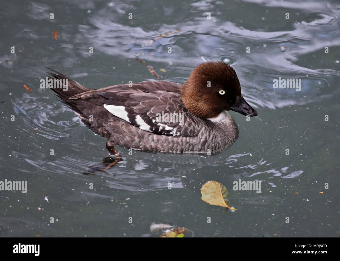 Schellente (Bucephala clangula), Buchse Stockfoto