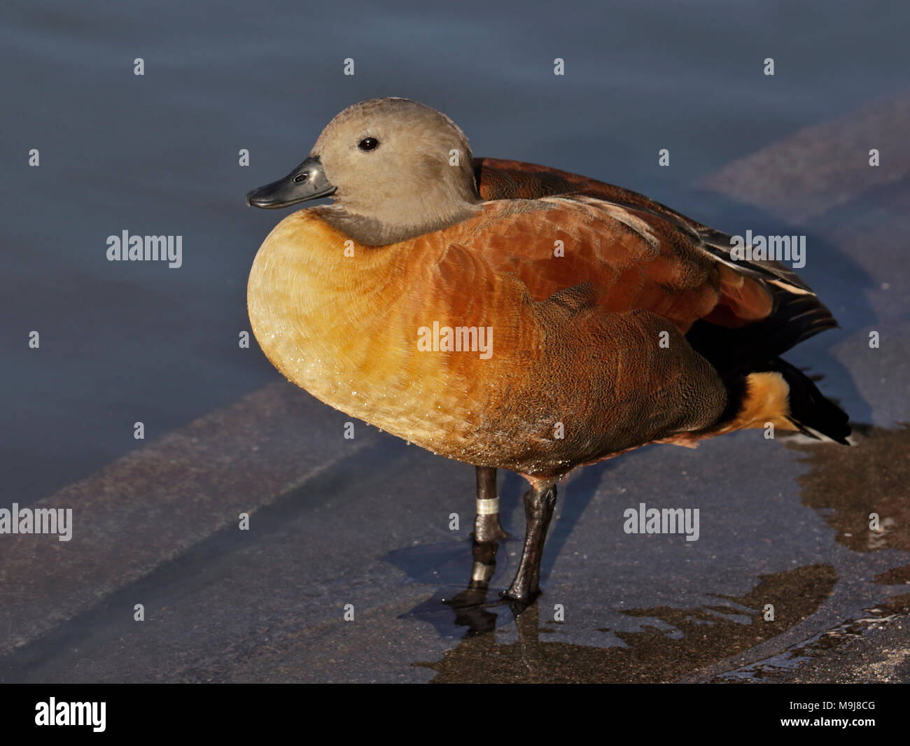 Männlichen Kap Brandgans (Tadorna Cana) Stockfoto