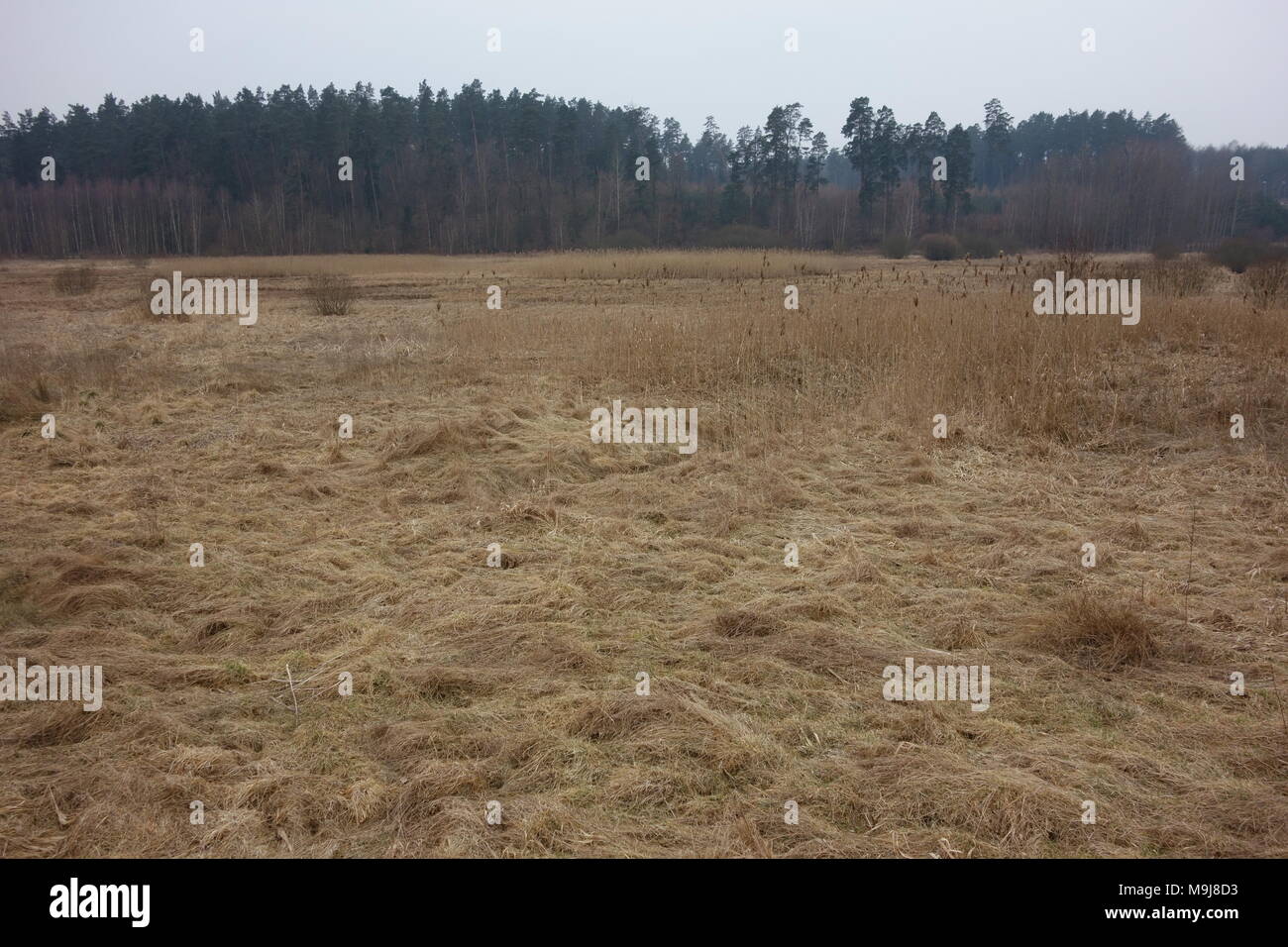 Feuchtgebiete von der Lyna River in der Nähe von Olsztyn, Polen Stockfoto