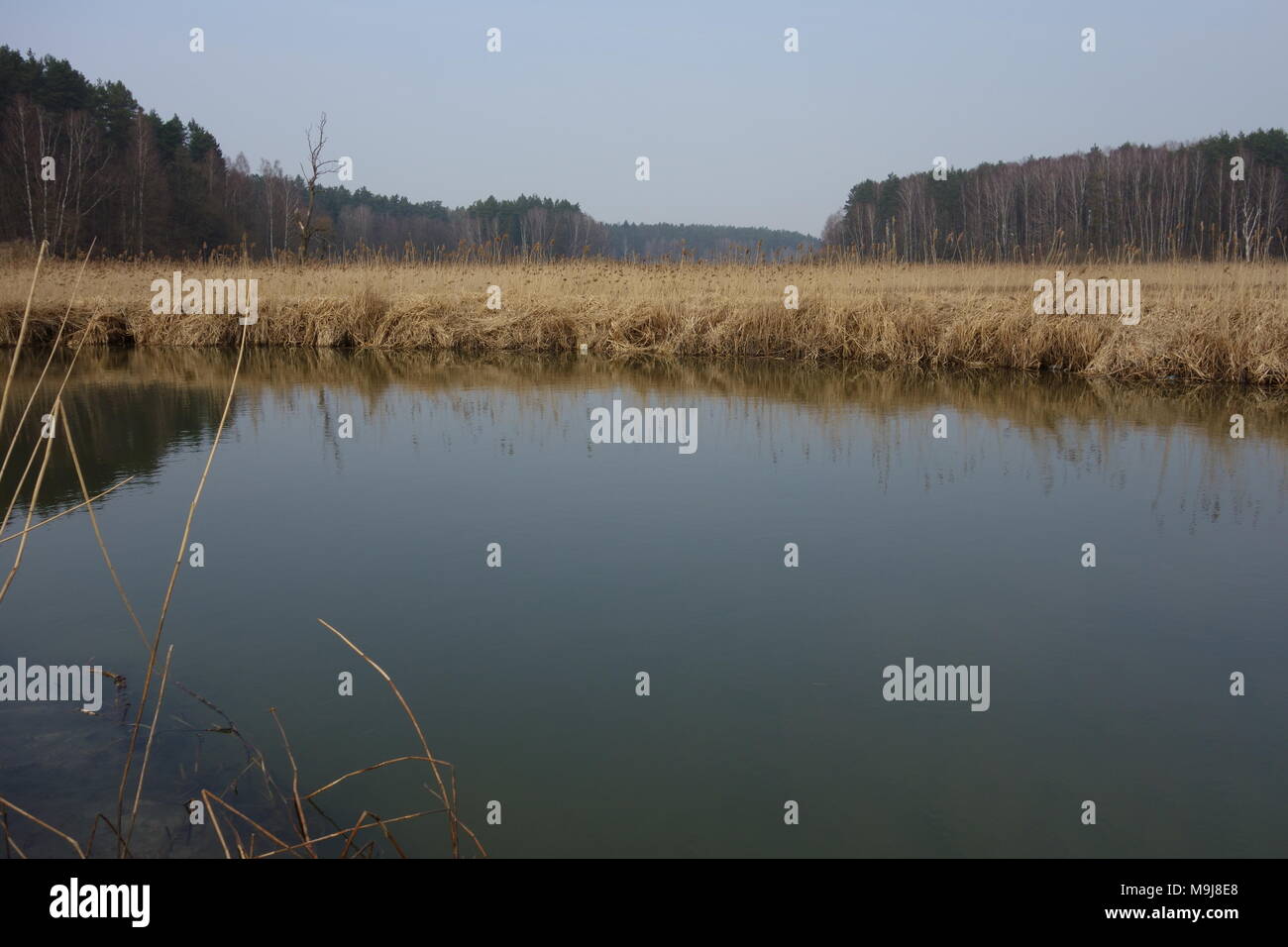 Feuchtgebiete von der Lyna River in der Nähe von Olsztyn, Polen Stockfoto