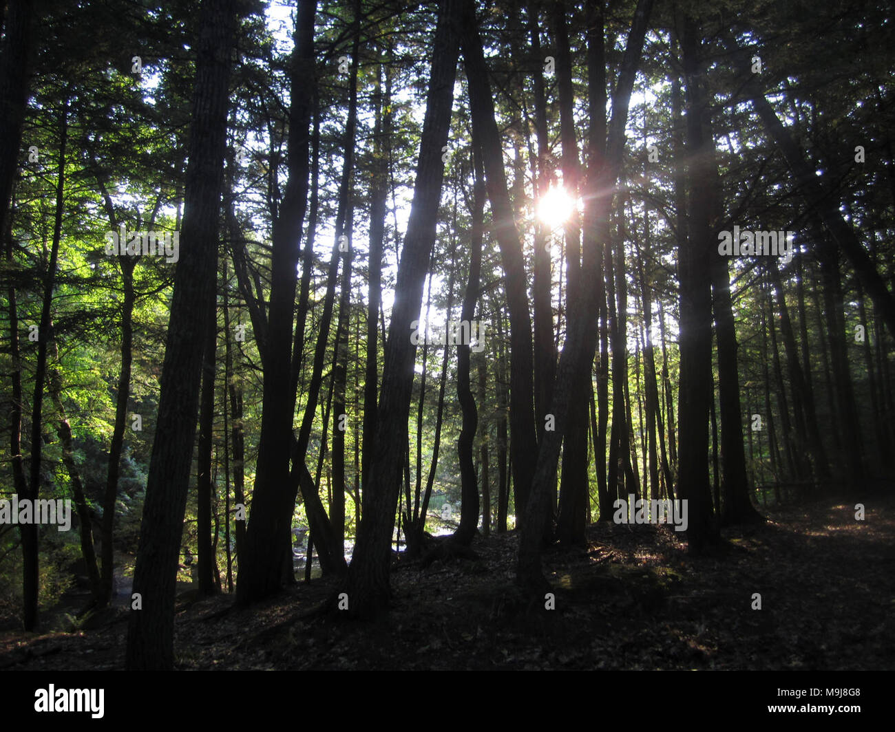 Dies ist ein Bild aus dem Wald auf der Mohikaner Reservierung. Stockfoto