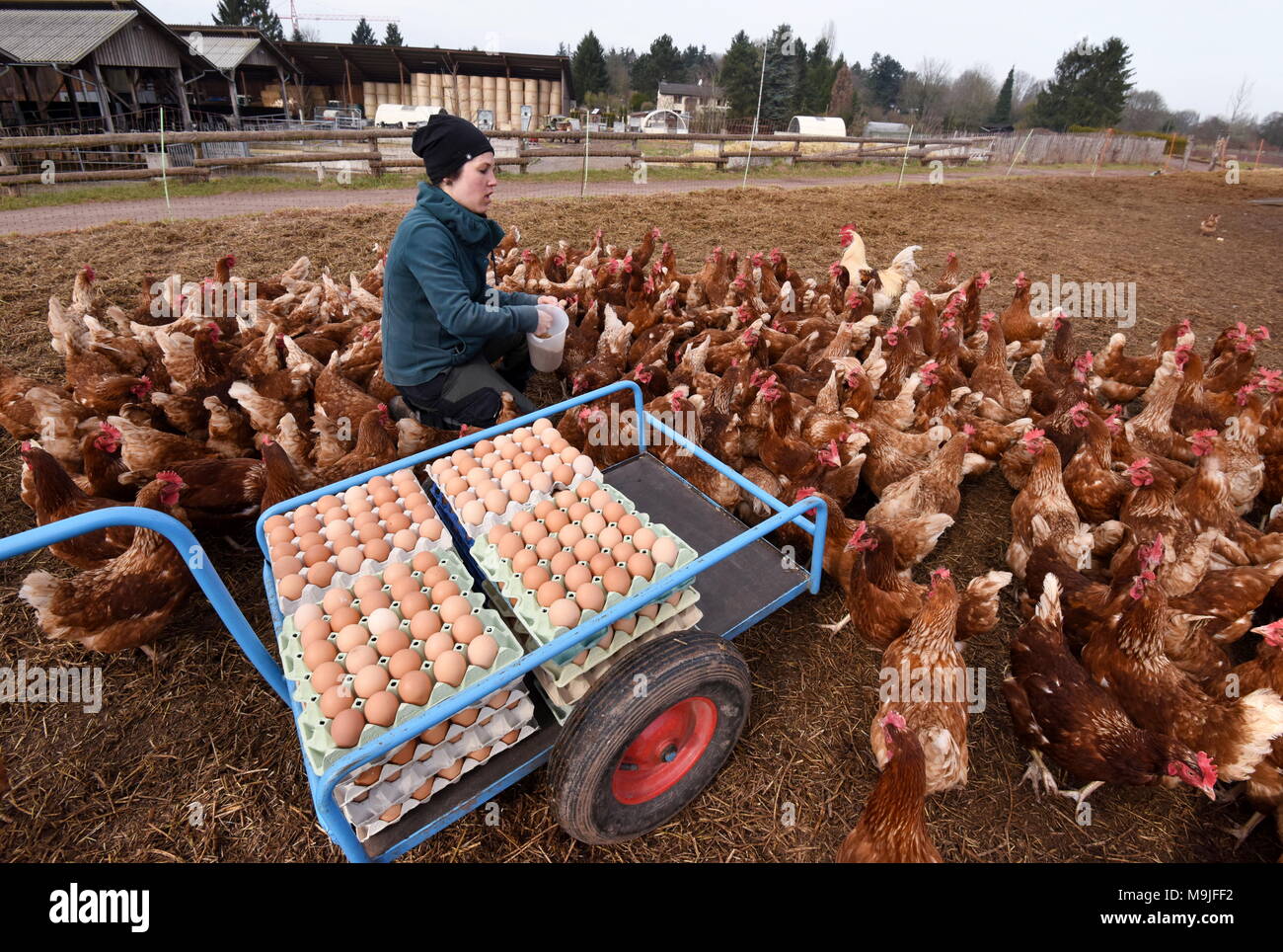 15 März 2018, Deutschland, Darmstadt: Katharina Vogel feeds braune Hühner der Rasse Lohmann ...