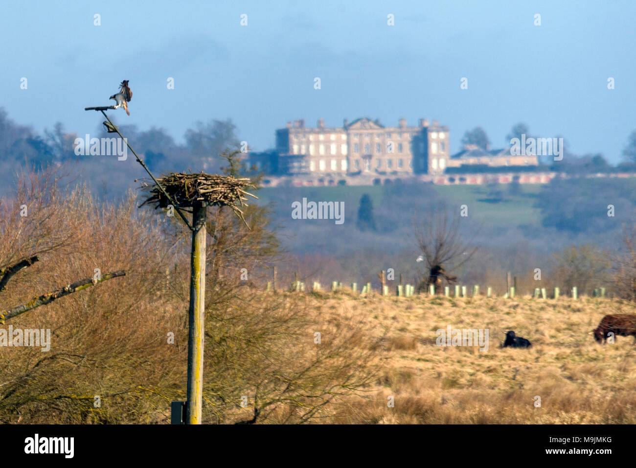 Rutland Water, Oakham. 26 Mär, 2018. Langen sonnigen Tag auf der Reserve mit blauen Himmel für Besucher der Lynton center und Naturschutzgebiet, Besucher genießen Sie Live Cam der Fischadler nach ihrer Rückkehr aus dem Winterquartier in Afrika. Clifford Norton Alamy Leben Nachrichten. Credit: Clifford Norton/Alamy leben Nachrichten Stockfoto