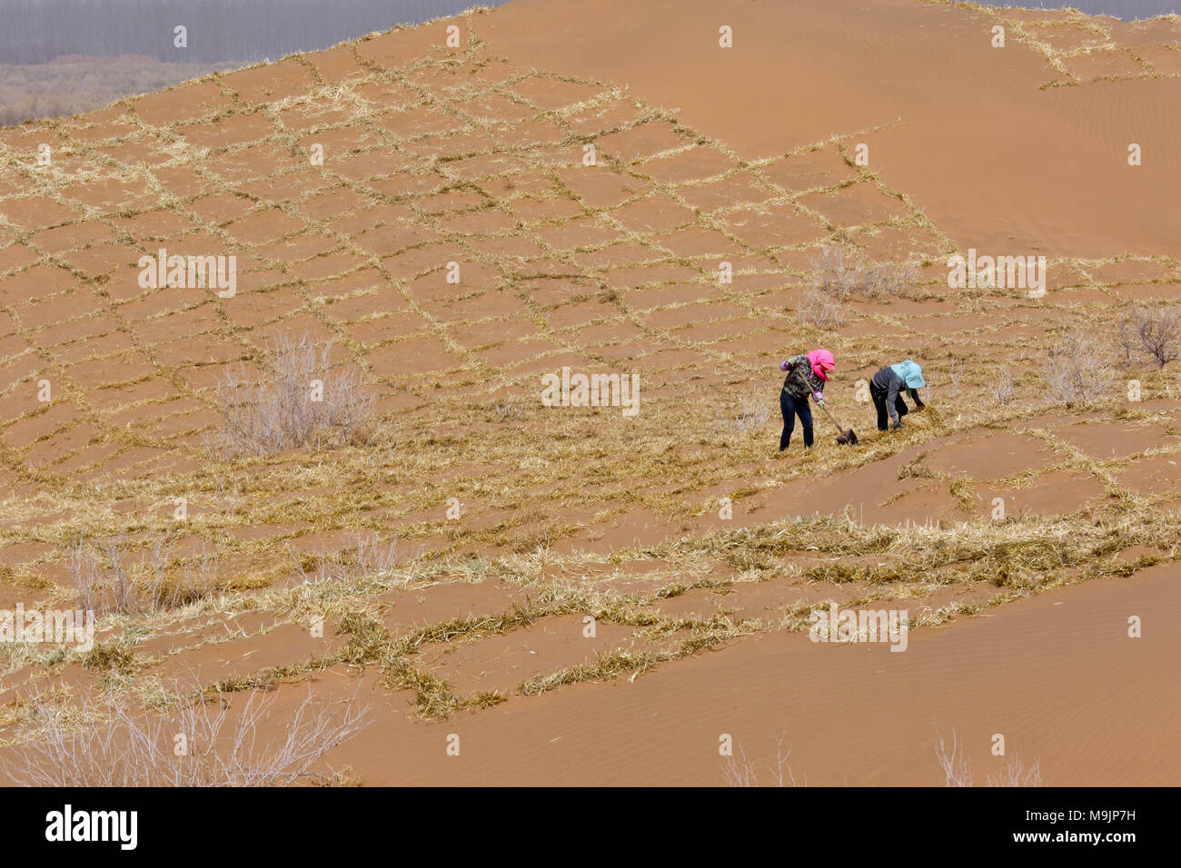 Zhangye, Gansu Provinz Chinas. 27 Mär, 2018. Anti-wüstenbildung freiwillige Stärken ein Stroh Schachbrettmuster Sand Barriere in Linze Grafschaft von Zhangye im Nordwesten der chinesischen Provinz Gansu, 27. März 2018. Mehr als zwei Drittel der Linze County ist von Wüste bedeckt. Seit Jahren, die Grafschaft hat wirksame Maßnahmen im Kampf gegen die Wüstenbildung. Credit: Wang Jiang/Xinhua/Alamy leben Nachrichten Stockfoto