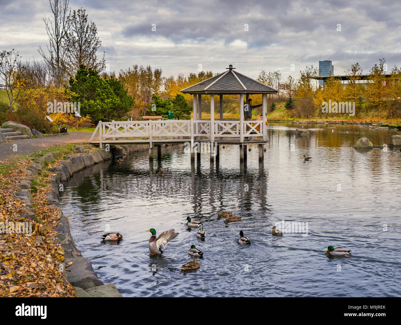 Birdlife an einem kleinen Teich, Pavillon im Hintergrund, Herbst, Kopavogur, Island. Stockfoto