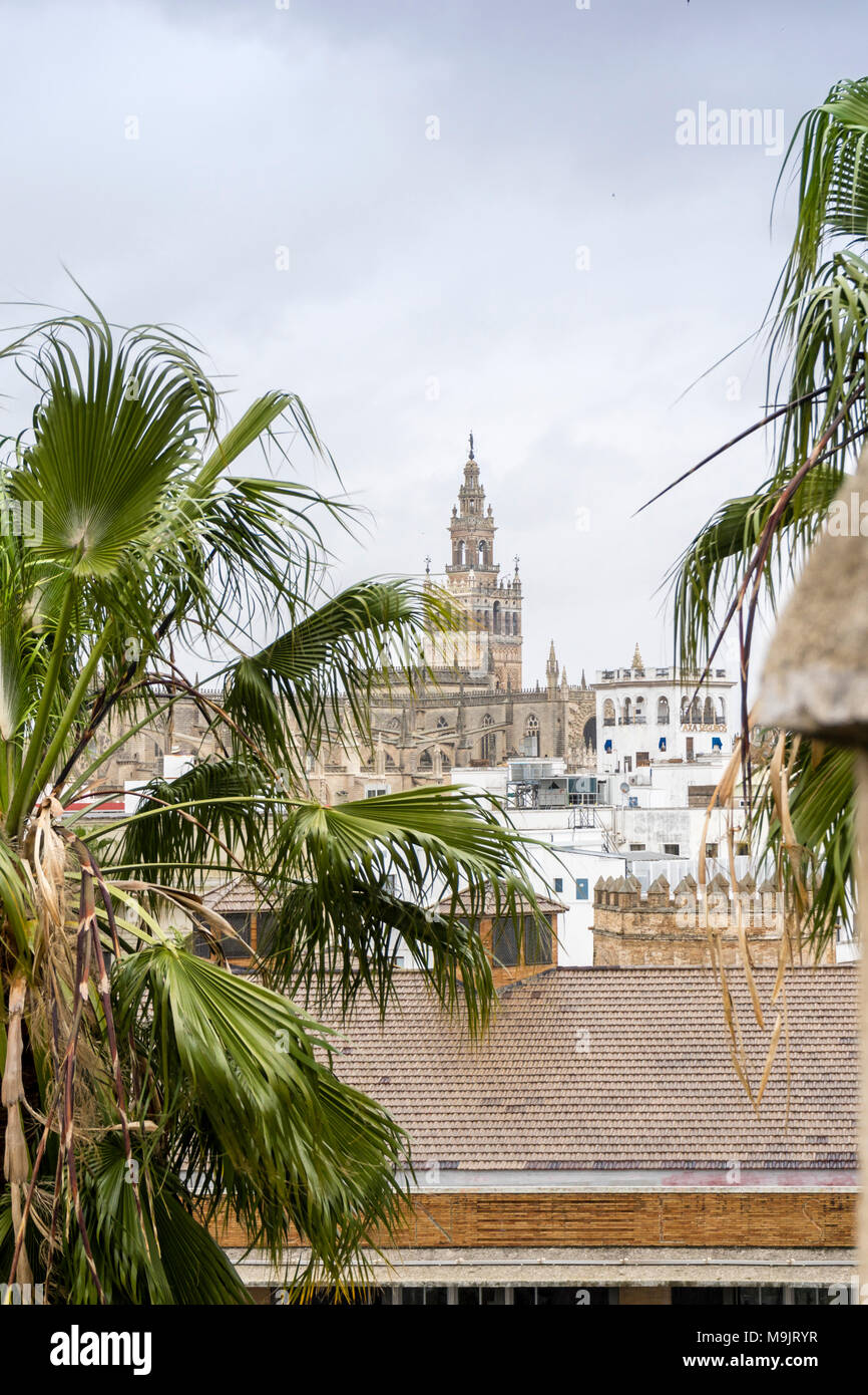 Blick auf die Altstadt von Sevilla auf die Giralda Glockenturm der Kathedrale von Sevilla, Sevilla, Andalusien, Spanien Stockfoto