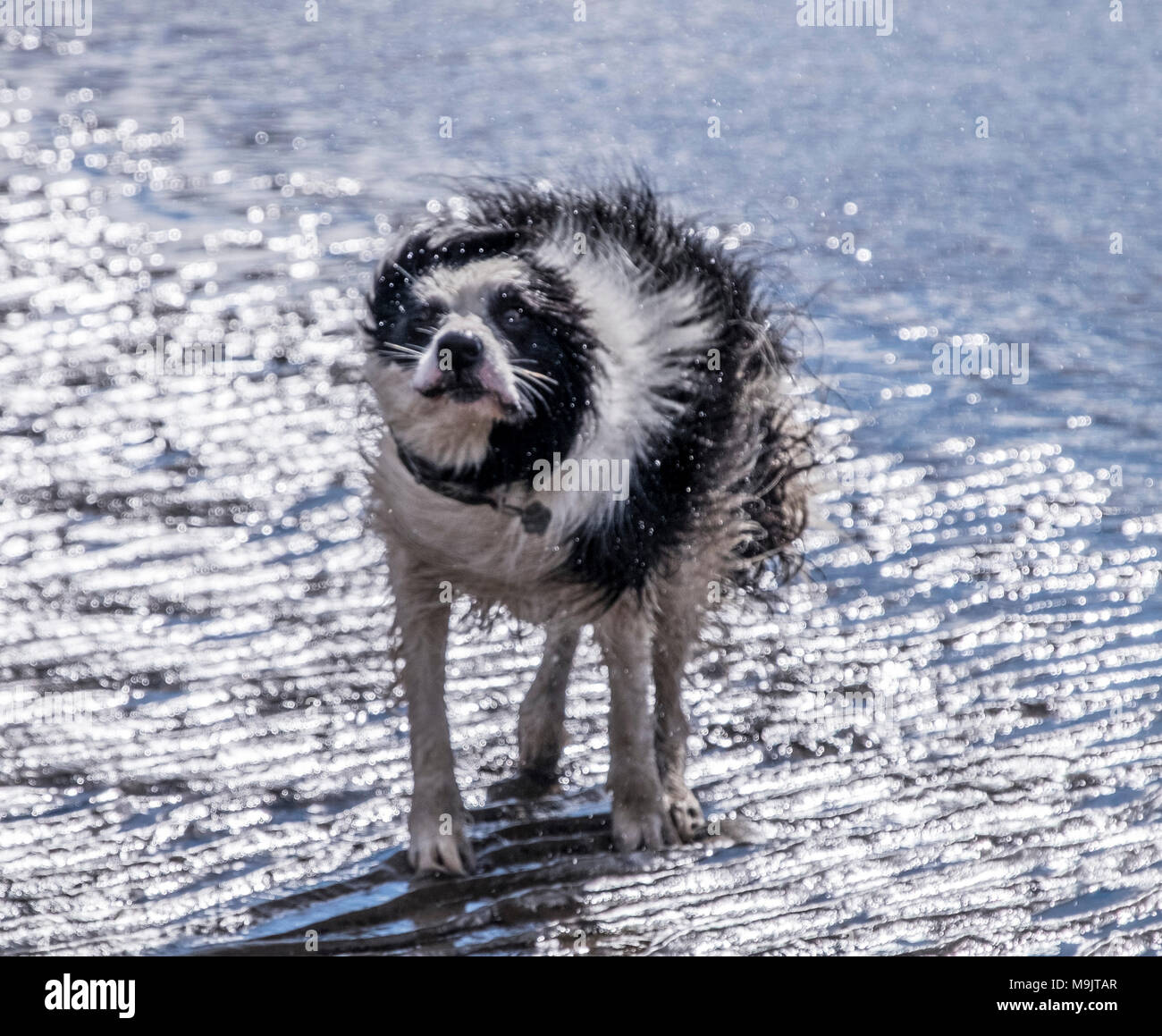 Nasse Hunde am Strand Stockfoto