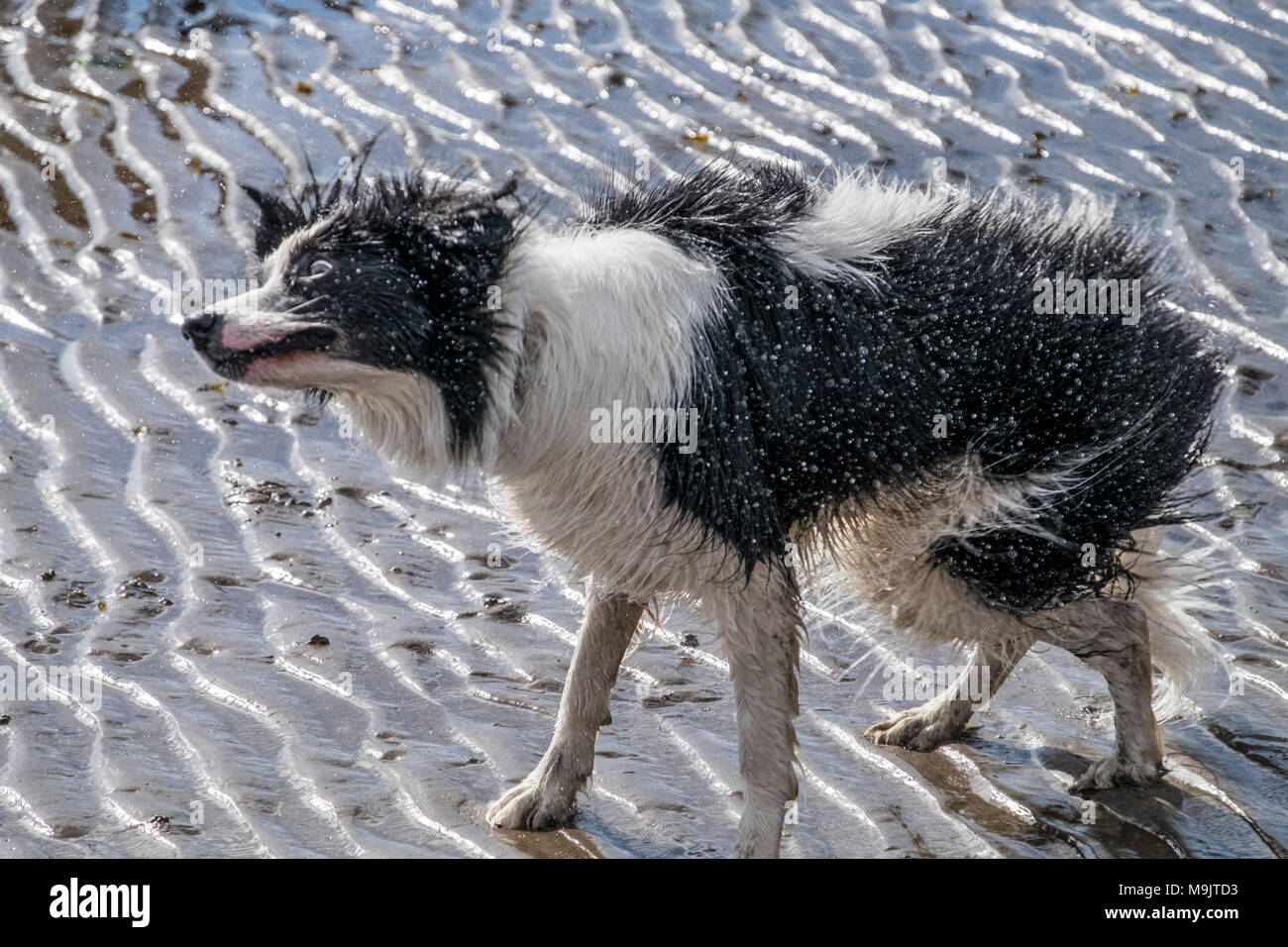 Nasse Hunde am Strand Stockfoto