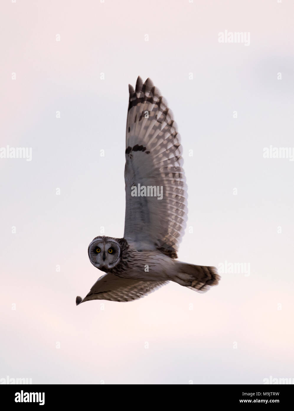 Eine wilde Short Eared Owl (Asio Flammeus) im Flug geradeaus in Richtung Kamera schaut, Gloucestershire Stockfoto