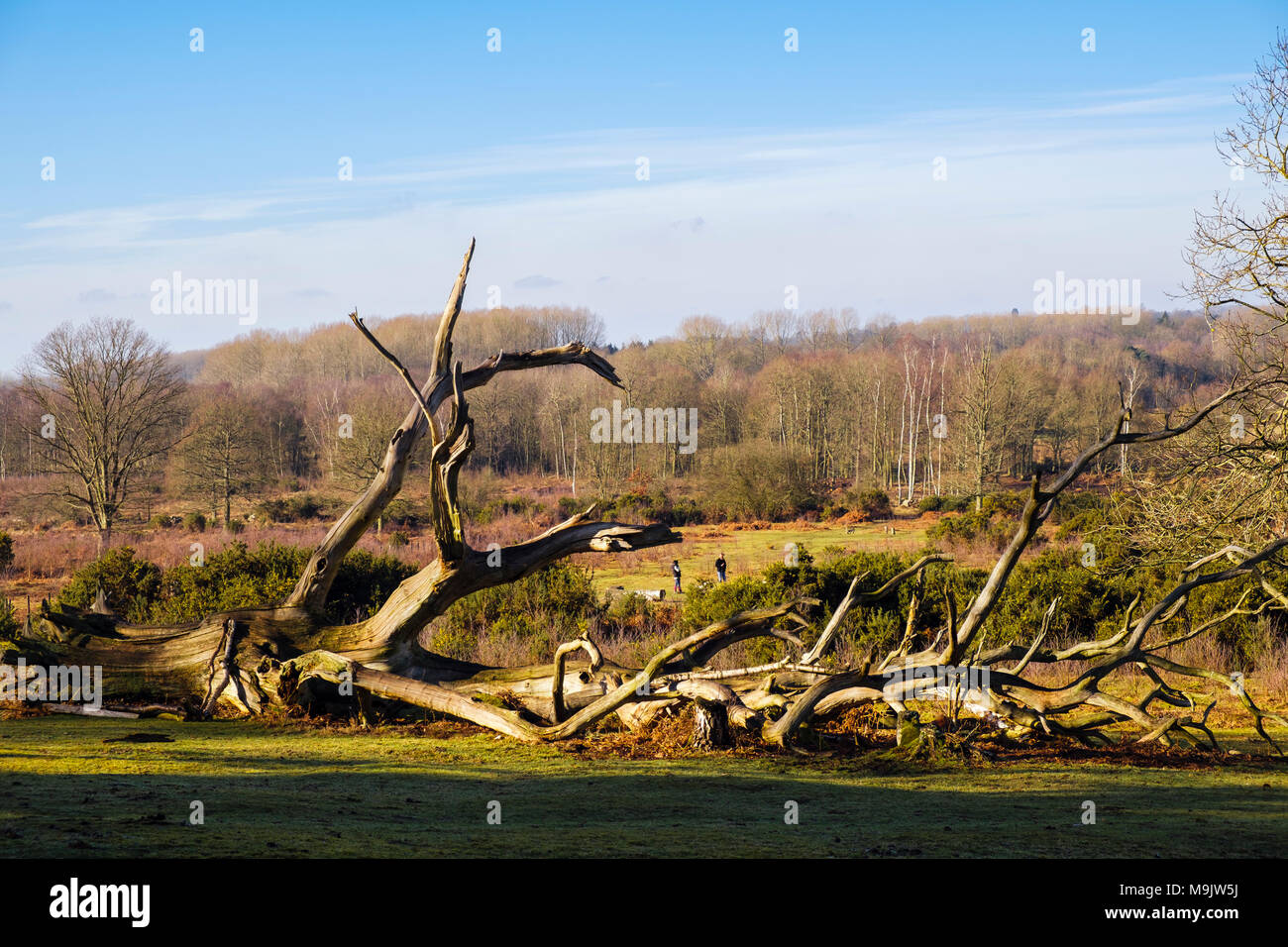 Gefallenen toten Baum in Kent Wildlife Trust Naturschutzgebiet im Winter. Hothfield Heide, Ashford, Kent, England, UK, Großbritannien Stockfoto